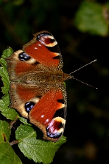 David Plant Photography - Wildlife Photography - Peacock - A